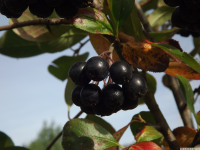 owoc_055