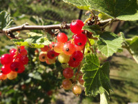 owoc_057