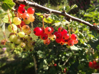 owoc_058