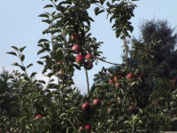 owoc_059
