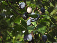 owoc_060