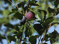 owoc_061