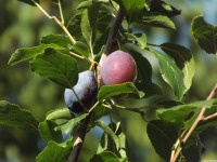 owoc_062