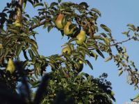 owoc_063
