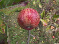 owoc_066