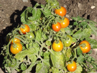 warzywo_042