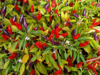 warzywo_045
