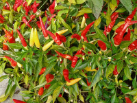 warzywo_046