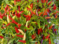 warzywo_047