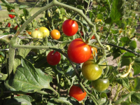 warzywo_034