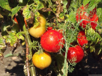 warzywo_037