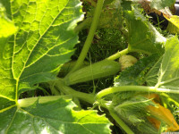 warzywo_039