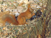 zwierz_1006