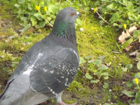 zwierz_1018