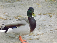 zwierz_1025