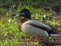 zwierz_1026