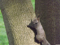 zwierz_1031