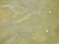 zwierz_1035