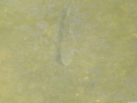 zwierz_1037