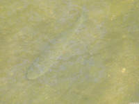 zwierz_1038