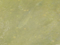 zwierz_1039