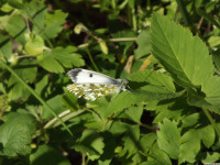 zwierz_1040