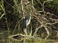 zwierz_1041
