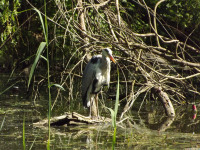 zwierz_1042