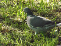 zwierz_1044