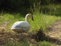 zwierz_1049