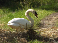 zwierz_1050