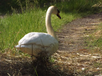zwierz_1051