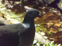 zwierz_1054