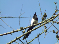 zwierz_1056
