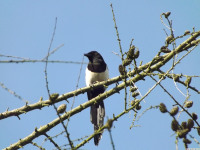 zwierz_1058