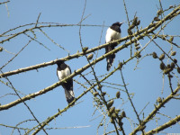 zwierz_1059