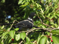 zwierz_1063