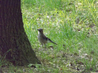 zwierz_1065