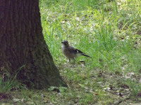zwierz_1066