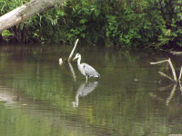 zwierz_1067