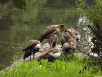 zwierz_1069