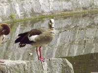 zwierz_1071