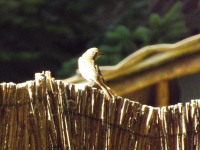 zwierz_1073