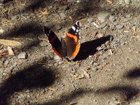 zwierz_1075