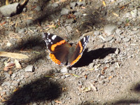 zwierz_1076