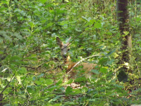 zwierz_1084