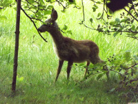 zwierz_1088