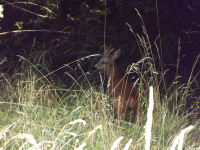 zwierz_1089
