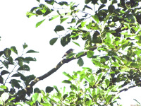 zwierz_1091