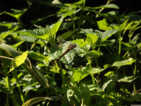 zwierz_1096